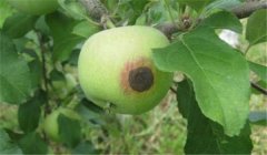 蘋果腐爛病用什么藥最有效，如何預(yù)防？