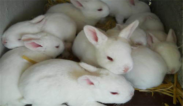 飼草飼料要新鮮、干凈