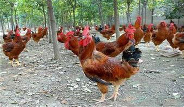 種雞公、母要分開(kāi)飼養(yǎng)