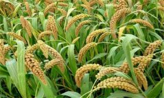 小米種植時間是何時 小米種植技術(shù)和方法、步驟