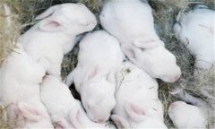 仔兔的飼養(yǎng)管理要點(diǎn)，仔兔睡眠期管理的方法