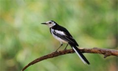 養(yǎng)鳥一般養(yǎng)什么鳥，家庭適合養(yǎng)哪些鳥