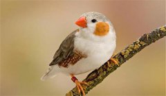 珍珠鳥怎么養(yǎng)，珍珠鳥的飼養(yǎng)與繁殖方法