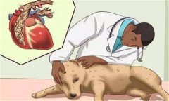 狗鉤蟲病的癥狀 狗鉤蟲病怎么治、多久可以治好