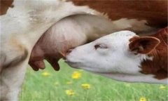 羊乳房炎癥腫塊怎么治療，是怎么引起的