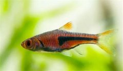 三角燈魚(yú)好養(yǎng)嗎？養(yǎng)殖三角燈魚(yú)溫度多少合適