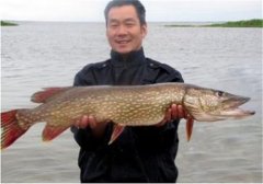 如何飼養(yǎng)白斑狗魚，白斑狗魚的養(yǎng)殖技術(shù)要點