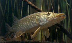 白斑狗魚怎么養(yǎng)，白斑狗魚養(yǎng)殖技術(shù)要點