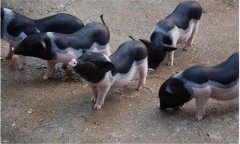 漢普夏豬是什么品種，有哪些生產(chǎn)優(yōu)勢(shì)?