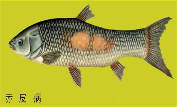 魚(yú)赤皮病有什么癥狀