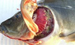 魚爛鰓病怎么處理 爛鰓病怎么治、用什么藥治療