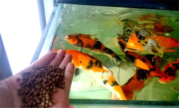 甲魚的攝食、生長與溫度之間的關(guān)系