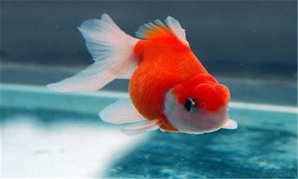 金魚(yú)患此病的原因