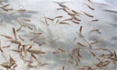 一齡魚是多少時間的魚苗，一齡魚種的放養(yǎng)要領
