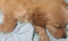 犬瘟熱初期癥狀 犬瘟熱的治療方法、怎么引起的