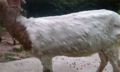 羊痘病的癥狀與治療方法、流行特點(diǎn)