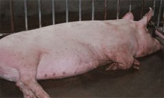 母豬分娩前有什么預(yù)兆，母豬分娩注意事項(xiàng)