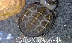 烏龜病了有哪幾種癥狀，烏龜常見(jiàn)病害防治方法