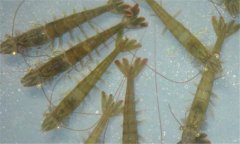 南美白對蝦病毒有哪些、怎樣防治？