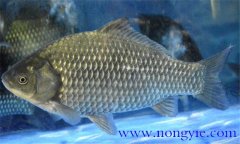 鯽魚有幾種，鯽魚種類知多少？