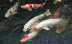 鯉魚是什么魚，鯉魚是淡水魚還是海水魚？