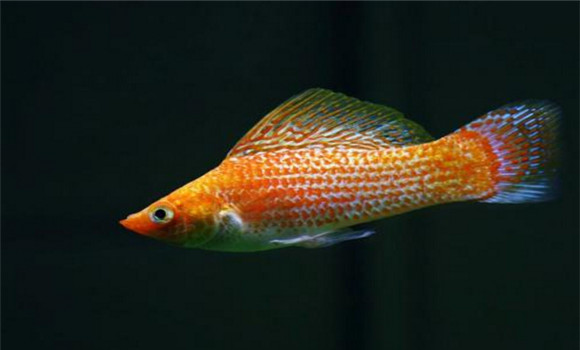 摩利魚(yú)吃什么食物