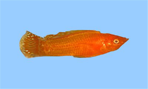 摩利魚(yú)有何特點(diǎn)和習(xí)性
