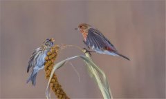 朱頂雀是國(guó)家保護(hù)動(dòng)物嗎?怎么繁殖、如何飼養(yǎng)