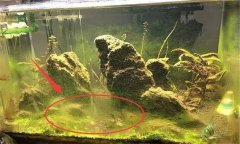 水族箱水渾濁怎么辦、用什么藥 如何布置水草
