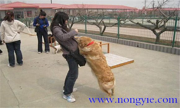 怎樣阻止狗撲人、如何糾正