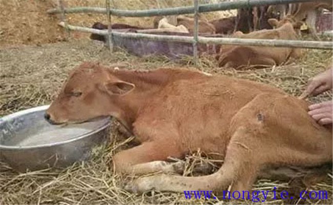 牛水瀉的病因和預(yù)防、防治方法