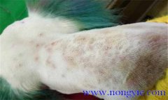 犬真菌性皮膚病癥狀表殃，如何診斷與治療