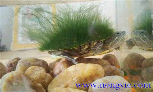 綠毛龜是保護(hù)動物嗎、綠毛龜怎么養(yǎng)