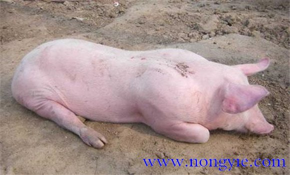 母豬產后不食的原因是什么