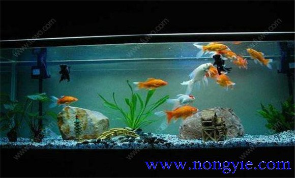 怎樣飼養(yǎng)金魚(yú)，飼養(yǎng)金魚(yú)注意事項(xiàng)和技術(shù)要點(diǎn)