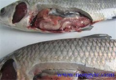 草魚(yú)出血病發(fā)病原因、癥狀、治療方法