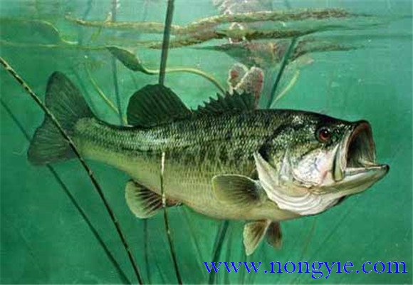 大口黑鱸養(yǎng)殖，飼養(yǎng)幼魚(yú)要注意哪些