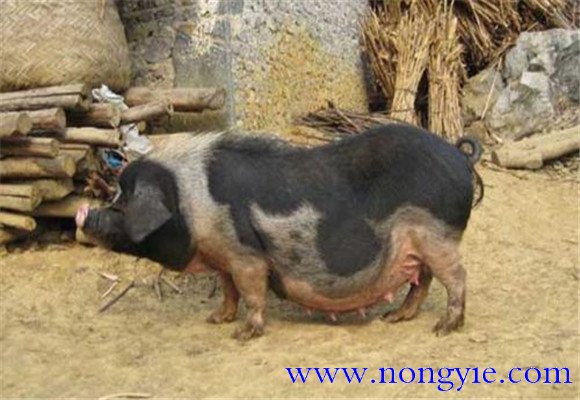 關(guān)嶺豬的產(chǎn)地、品種