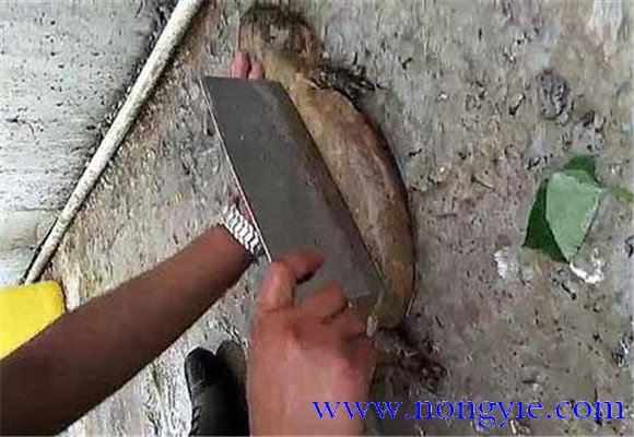 娃娃魚(yú)怎么殺？