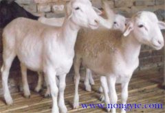 羊胃腸炎癥狀和治療的方法、病因是什么？