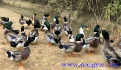種鴨公母比例多少合適，種鴨的飼養(yǎng)與管理技術(shù)
