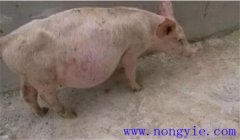 豬痹癥的癥狀表現(xiàn)有哪些，豬痹癥的治療方法