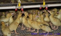 雛鴨飼養(yǎng)及管理要點：飼喂、溫度、飼養(yǎng)密度等
