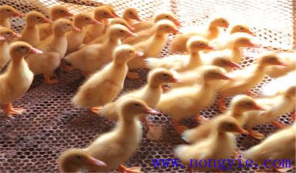 雛鴨開水、飲水注意事項(xiàng)