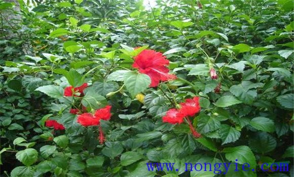 盆栽扶?；ㄔ趺答B(yǎng)才能開好花