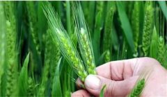 小麥揚(yáng)花期能澆水嗎？小麥揚(yáng)花期是什么時(shí)間