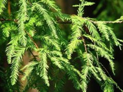 落羽杉與水杉的區(qū)別是什么，落羽杉簡(jiǎn)介