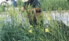 萱草要怎樣施肥？萱草的水肥管理