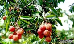 荔枝需要什么種植環(huán)境？荔枝種植技術(shù)有什么？