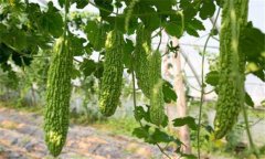 苦瓜種植技術(shù)與管理法？苦瓜該如何種植？